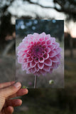 Dahlia Greeting cards pack 2