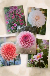 Dahlia Greeting cards pack 2