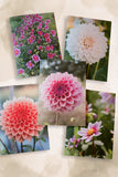 Dahlia Greeting cards pack 2