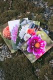 Dahlia Greeting cards pack 3