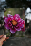 Dahlia Greeting cards pack 3