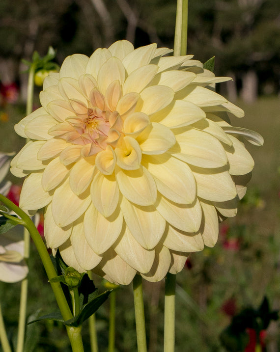 Everbloom Lemon Butter