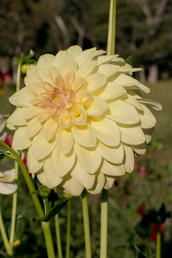 Everbloom Lemon Butter