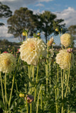 Everbloom Lemon Butter