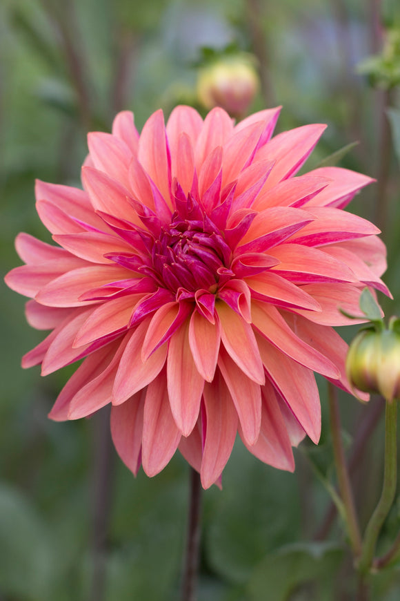 Everbloom Pinwheel