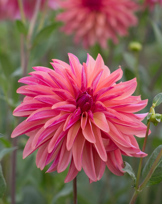 Everbloom Pinwheel