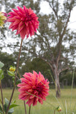 Everbloom Pinwheel