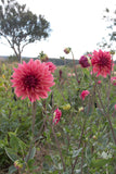 Everbloom Pinwheel