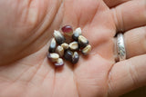 Popcorn seeds - Mini Blue