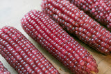 Popcorn seeds - Mini pink