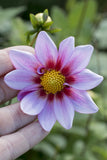 Dahlia seeds - MEADOW MIX