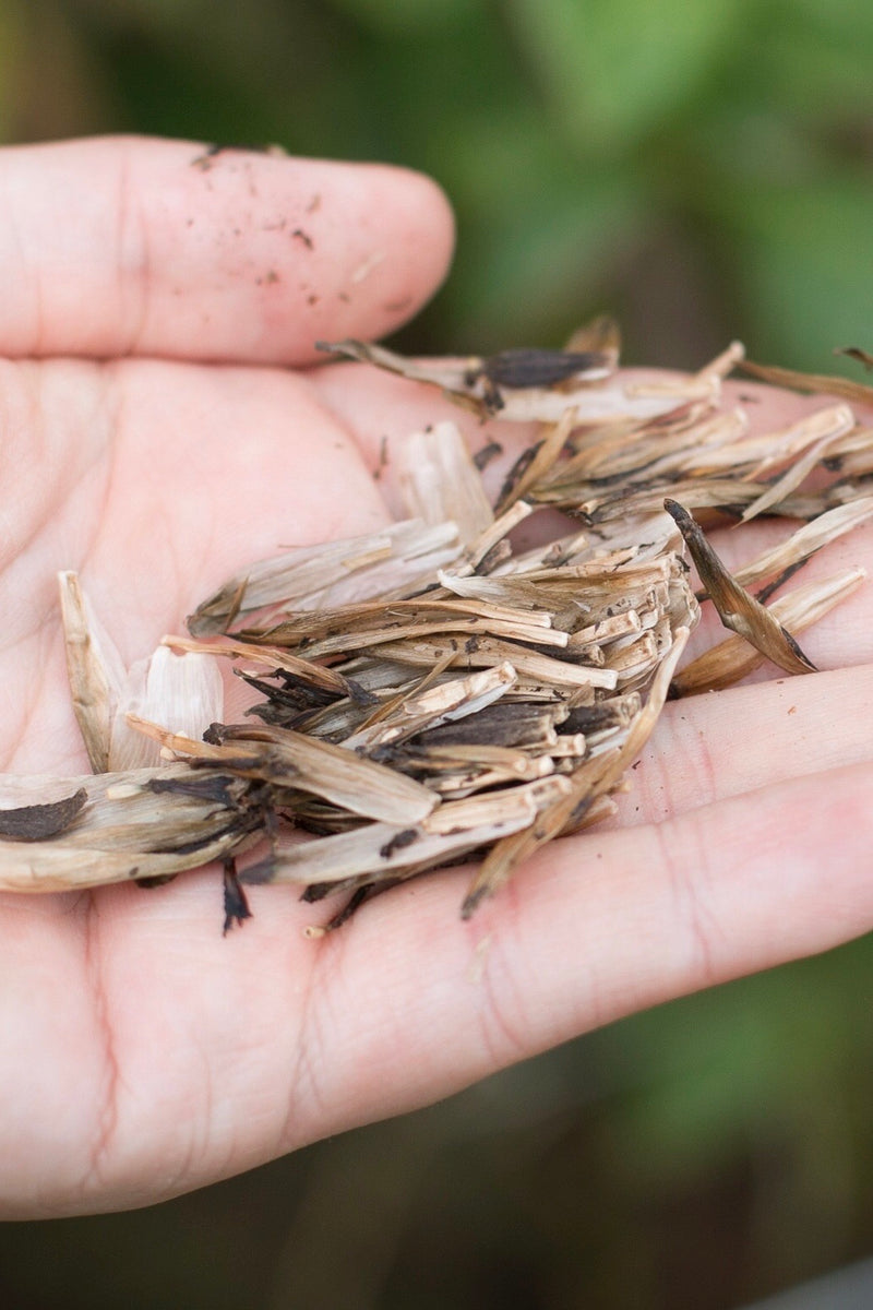 Dahlia seeds - Kenora Tonya seed parent – New View Farmers