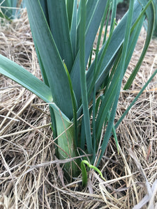 10 x Perennial leek bulbs