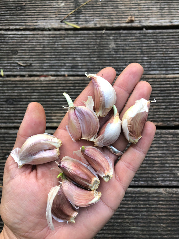 Organic Garlic - Italian Purple