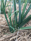 10 x Perennial leek bulbs