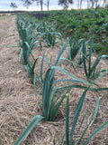 10 x Perennial leek bulbs