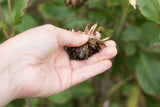 Dahlia seeds - Cutting Garden mix