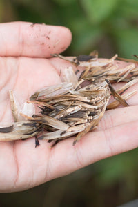 Dahlia seeds - Cutting Garden mix